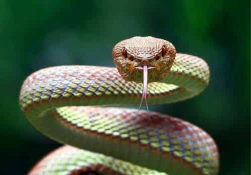 Arafura File Snake