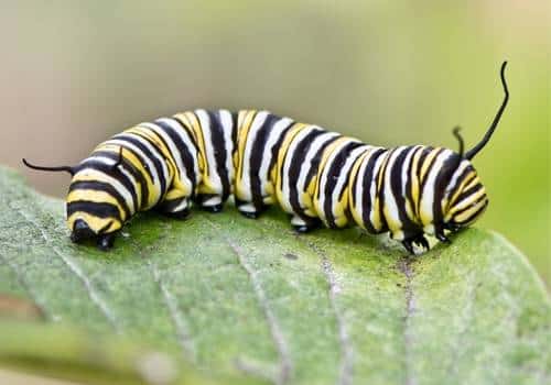 Asp Caterpillar