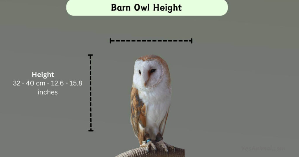 Barn Owl Height