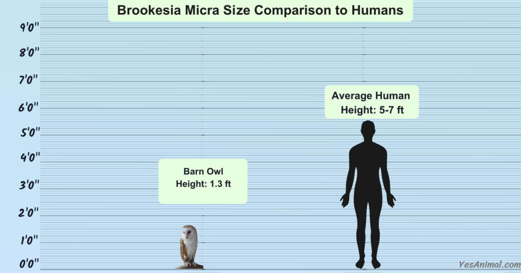 Barn Owl Size Comparison to Humans