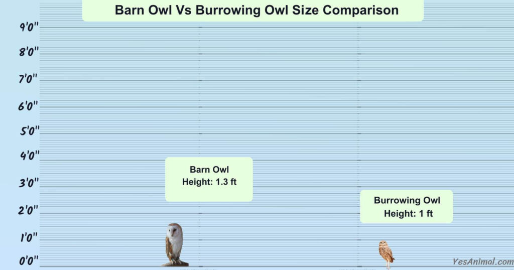 Barn Owl Vs Snowy Owl Size Comparison