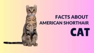 Beautiful American Shorthair Facts: The Friendly Working Cat 2024