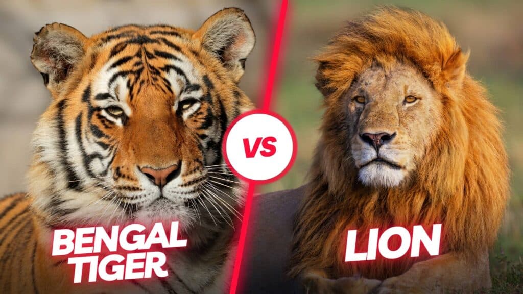 Bengal Tiger Vs Lion Solitary Stalker vs. Pride Power 2024