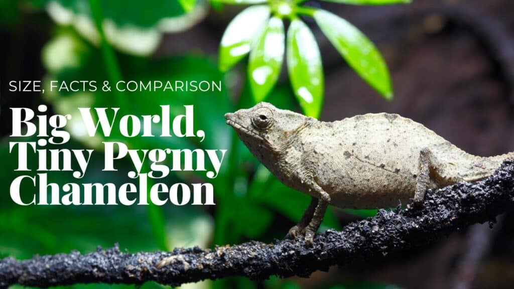 Big World, Tiny Pygmy Chameleon Meet Africa's Mini Marvels 2024
