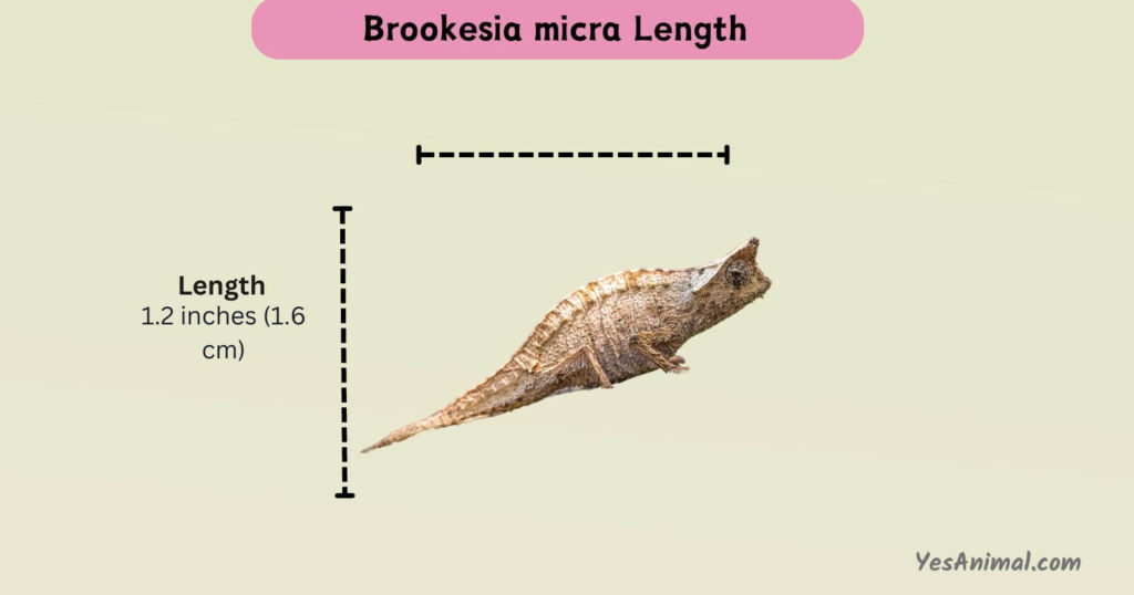 Brookesia Micra Length