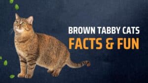 Brown Tabby Cats Magnificent of M Mark Feline Revealing 2024