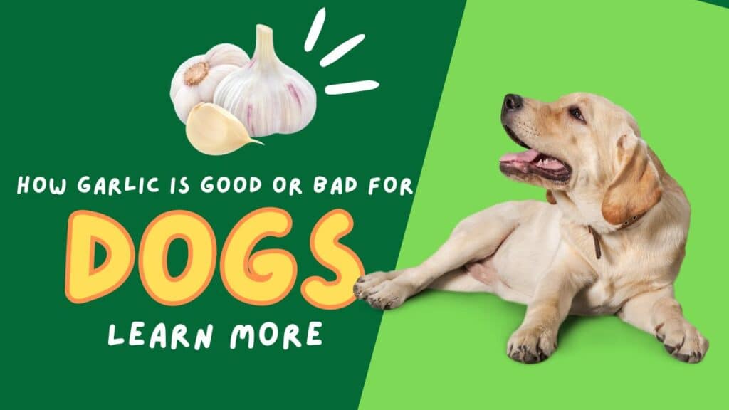 Can Dogs Eat Garlic? Unleashing the Secret Ingredient 2024