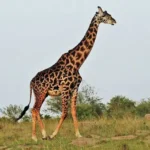 National Animal of Tanzania