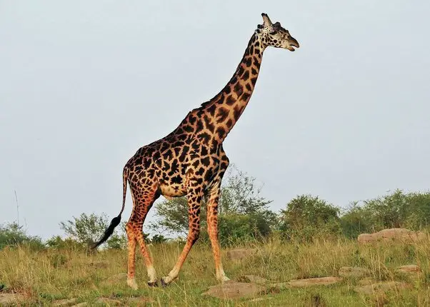 National Animal of Tanzania