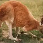 National Animal of Australia
