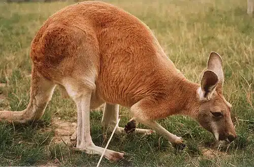 National Animal of Australia
