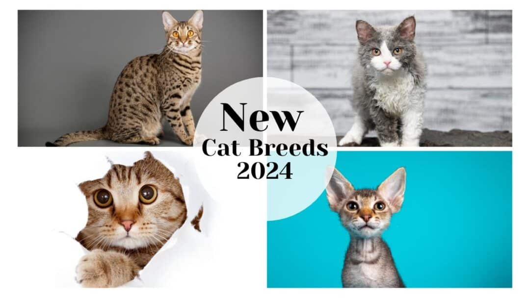 Meet New Cat Breeds: From Hairless Wonders To Bobtailed Beauties 2024