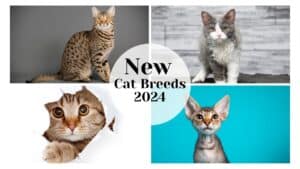 Meet New Cat Breeds From Hairless Wonders to Bobtailed Beauties 2024