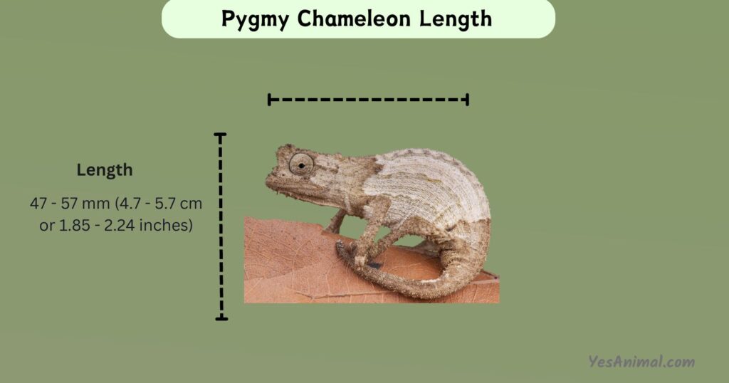Nguru Pygmy Chameleon Size