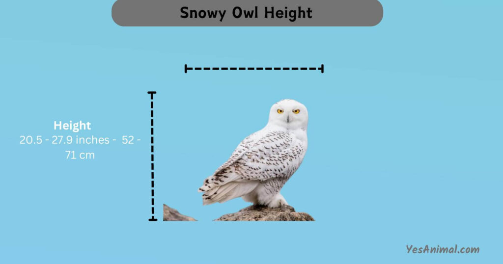 Snowy Owl Height