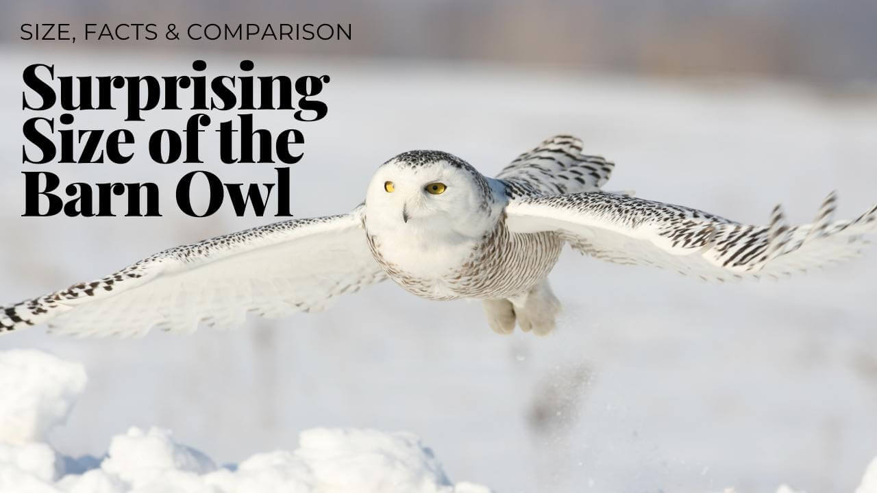 Snowy Owl Size Compared: Silent Hunters, Big Wings 2024