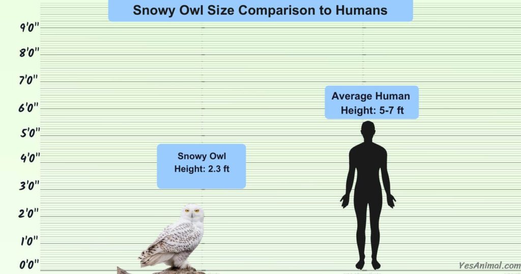 Snowy Owl Size Comparison to Humans