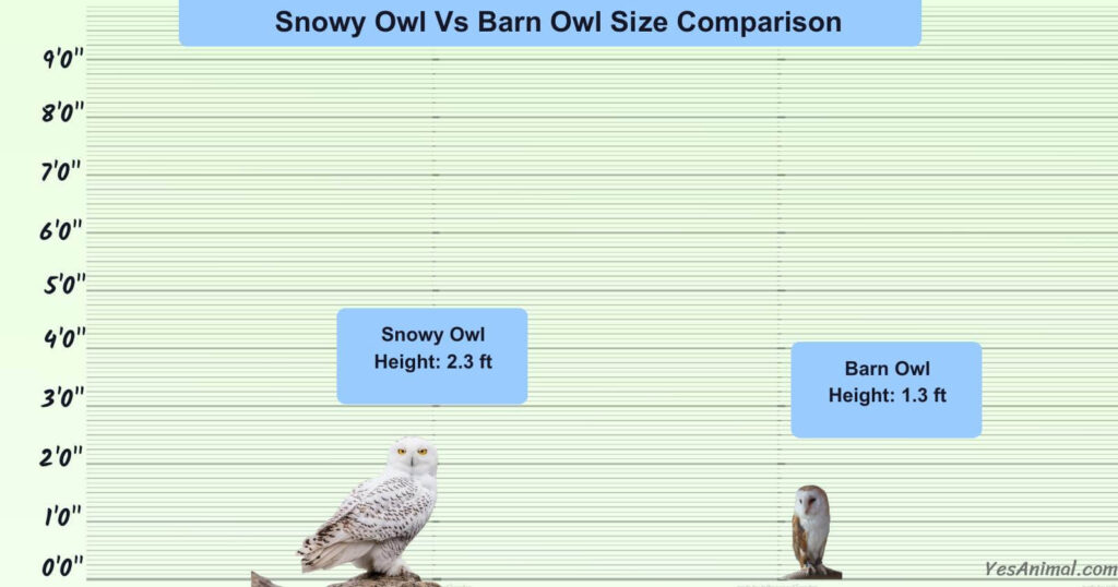Snowy Owl Vs Barn Owl Size Comparison