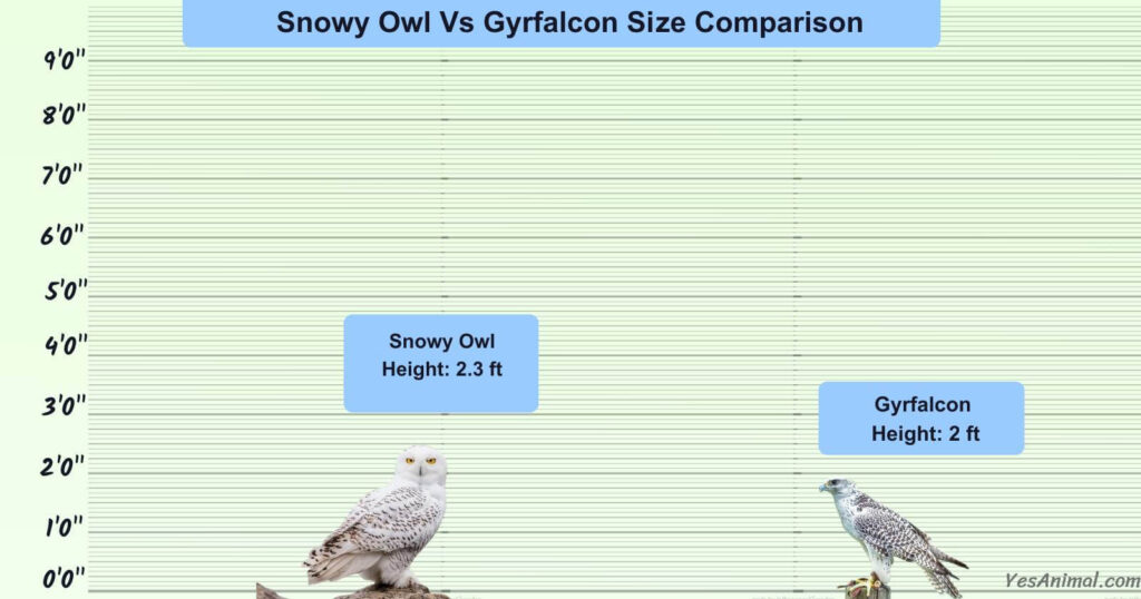 Snowy Owl Vs Gyrfalcon Size Comparison