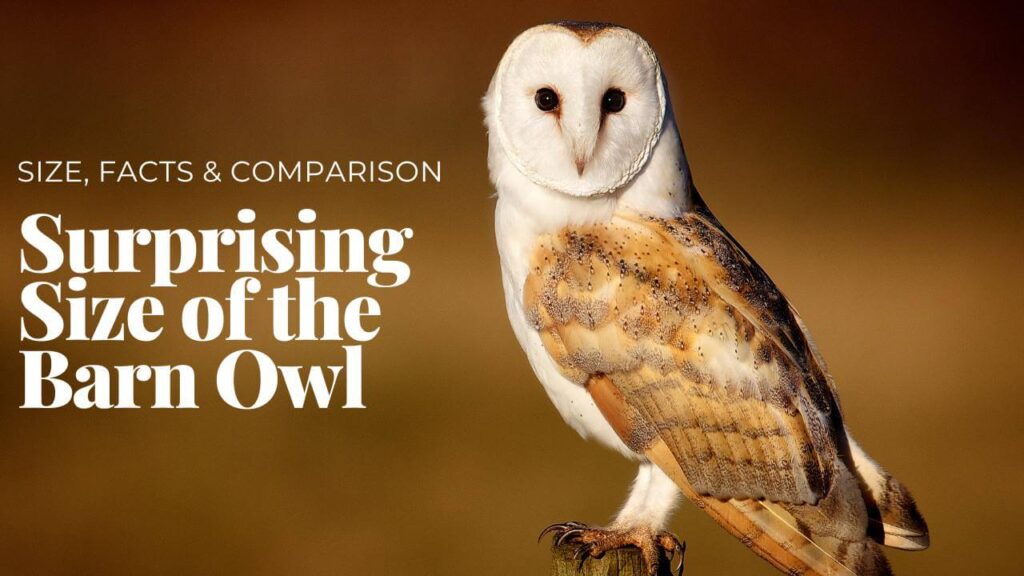 The Surprising Size of the Barn Owl Magnificent Masters of Impressive Facts! 2024