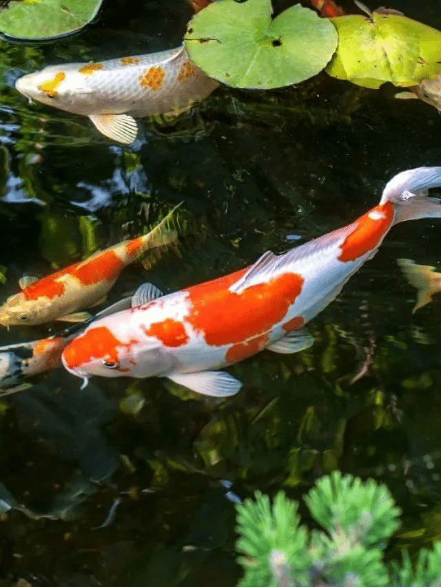 Koi Fish