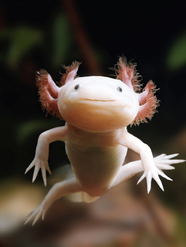 Axolotl