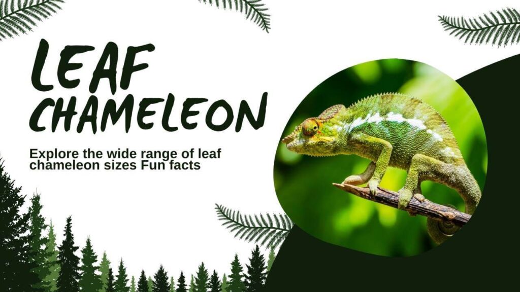 Unveiling Leaf Chameleon Sizes - Revailing the Facts From giants to minis! 2024