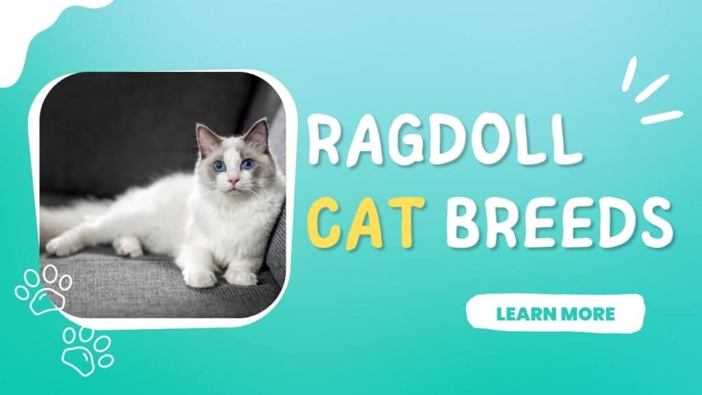 Unveiling the Beauty of Ragdoll Cat Breeds: A Must-Read for Cat Lovers 2024