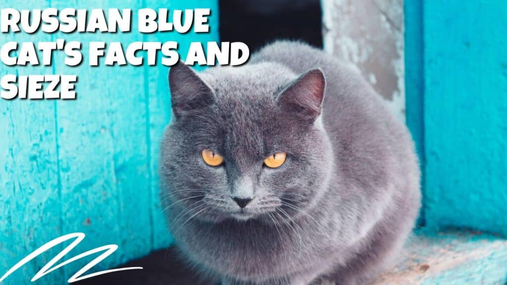 Unveiling the Russian Blue Cat's Charm Quiet Companions 2024