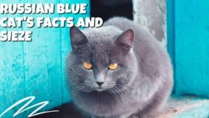 Unveiling the Russian Blue Cat's Charm Quiet Companions 2024