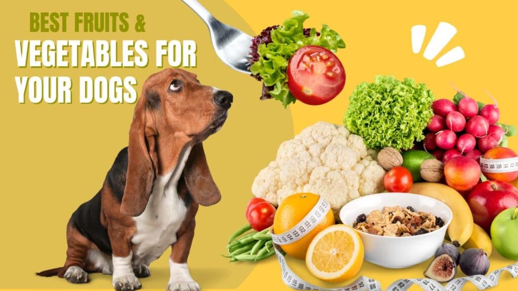 What Fruits Can Dogs Eat? - Fruits Your Dog Can Safely Enjoy