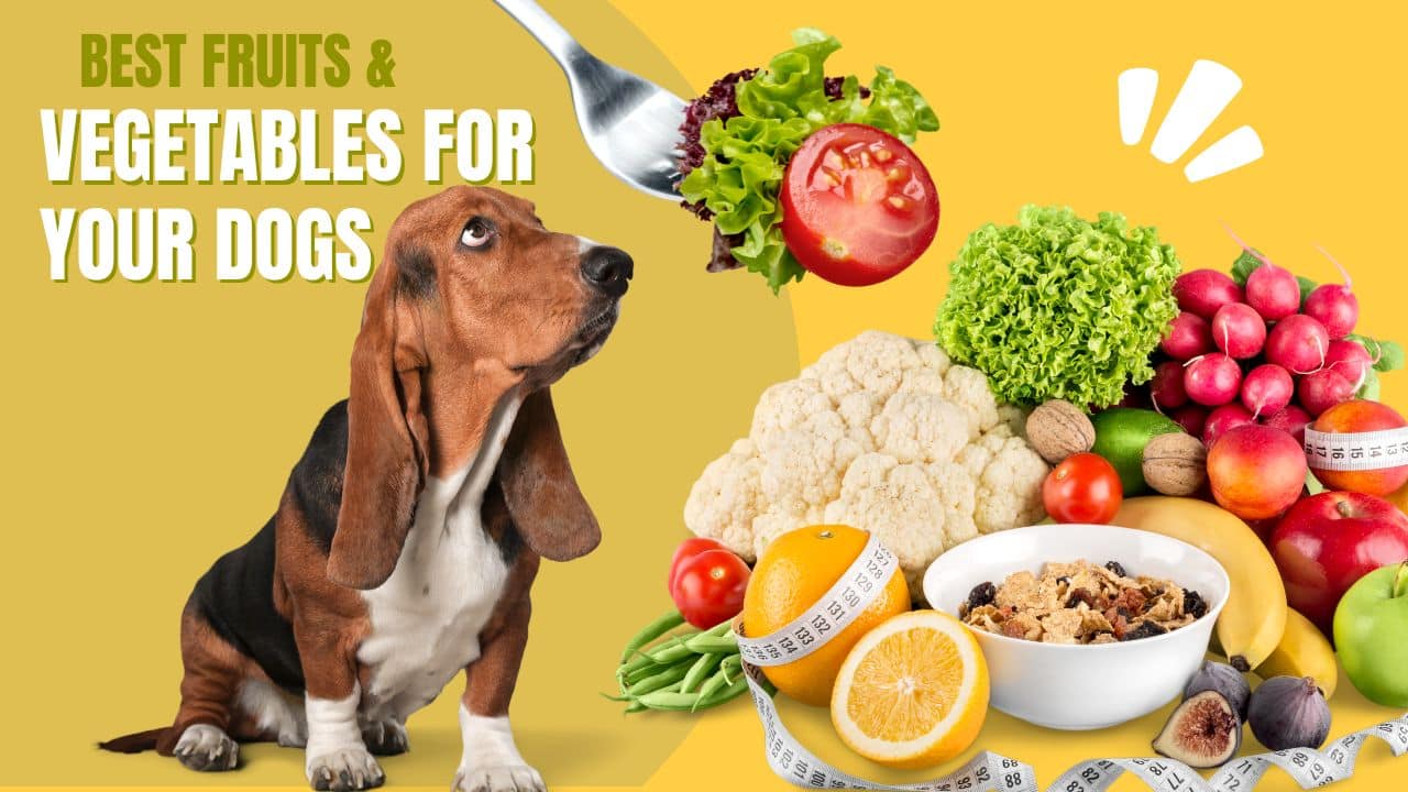 What Fruits Can Dogs Eat? - Healthy Fruits Your Dog Can Safely Enjoy 2024