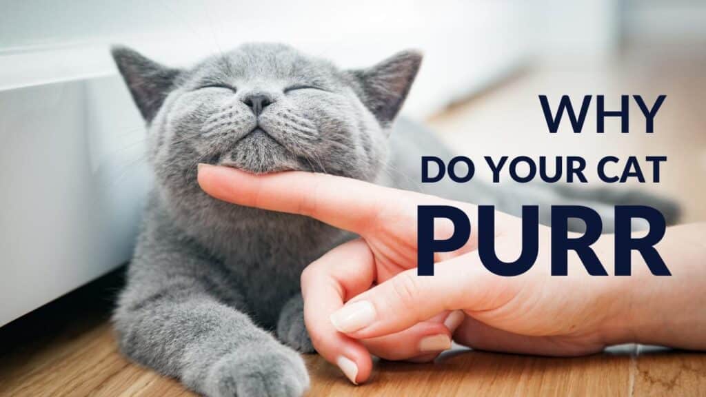 Why Do Cats Purr? Unveiling the Many Meanings of Purrs 2024