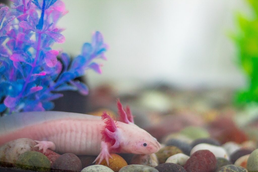 Axolotl Colors