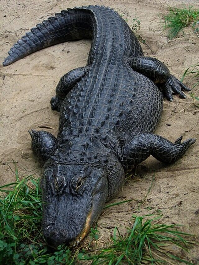 American Crocodile VS Saltwater Crocodile