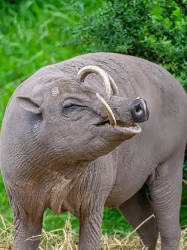 babirusa-means-pig-deer-after-600nw-1794752002