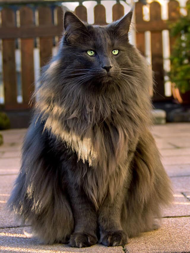 Top 8 Most Beautiful cat in the World