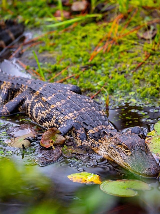 Alligators In Myrtle Beach Everything You Need To Know