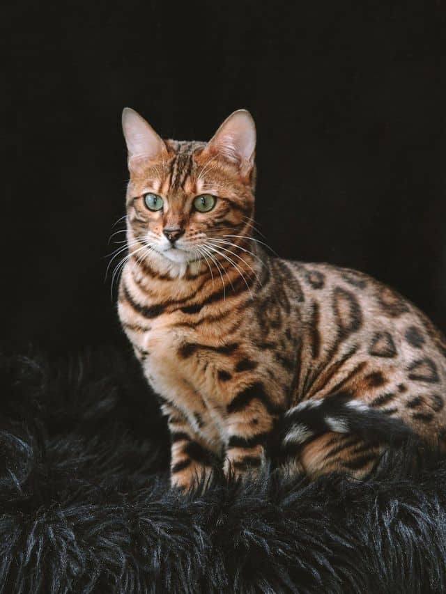 Top 7 most expensive cat breeds in the world