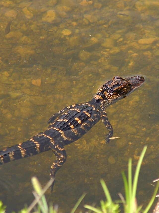 Alligators In Myrtle Beach Everything You Need To Know