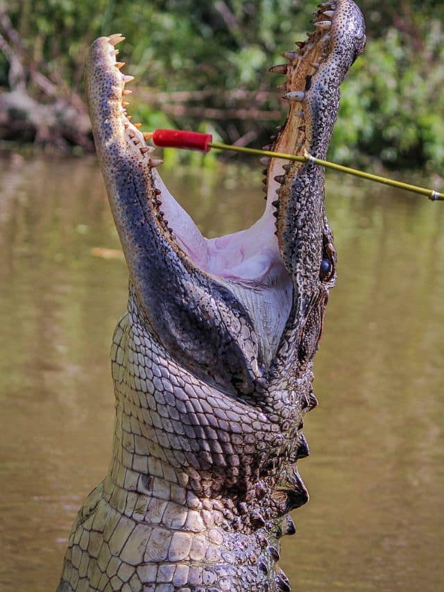 Alligators In Myrtle Beach Everything You Need To Know