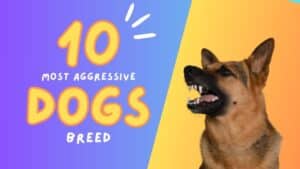 10 Most Aggressive Dog Breeds: Know Before You Fetch 2024