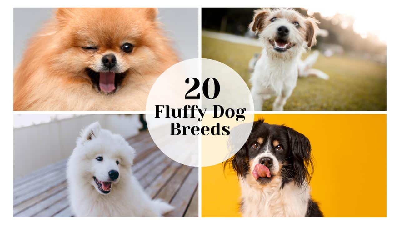 20 Fluffy Dog Breeds: Solid Companions with Fur 2024 - Yes Animal