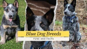Blue Dog Breeds: Breathtaking Dog Breeds in Hues 2024