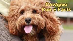 Cavapoo Craze: Unraveling the Cute & Curly Crossbreed 2024