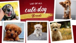Cute Dog Breeds: op 20 Most Adorable Dog Breeds 2024