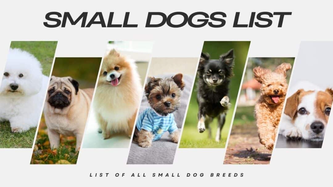 Popular Small Dogs: Big Personalities In Pint-sized Pups 2024