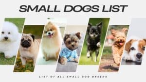 Popular Small Dogs: Big Personalities in Pint-Sized Pups 2024