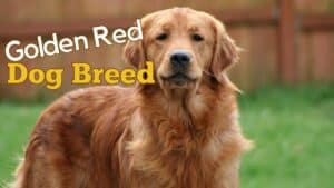 Red Golden Retriever Breed Information: History, Temperament, and Care 2024