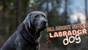 Silver Lining: Unveiling the Rare Silver Labrador Fun & Facts 2024